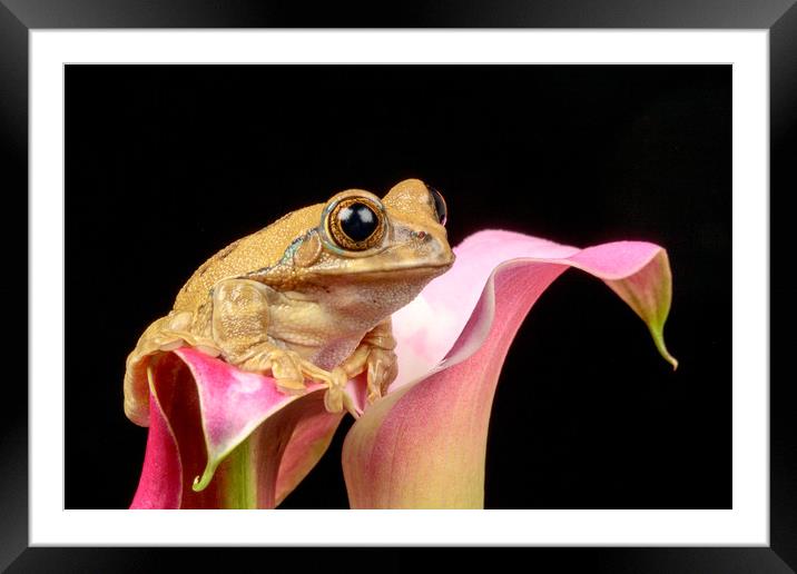 Cute little frog on a pink Lily flower Framed Mounted Print by Dianne 