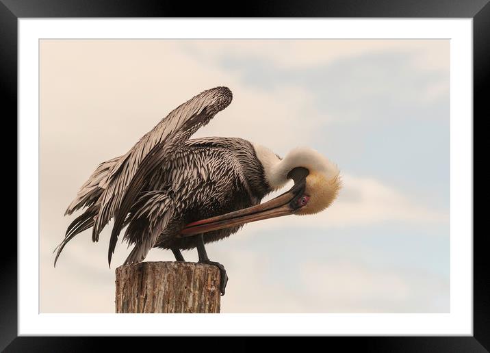 Brown Pelican Preening Framed Mounted Print by Dianne 