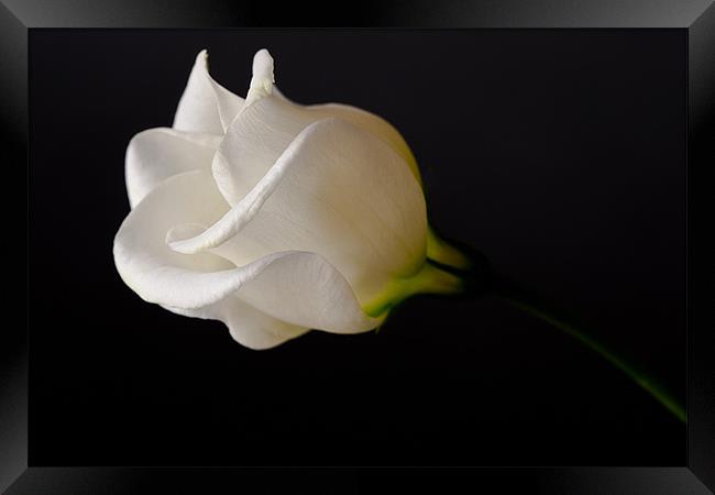White Rose on Black Framed Print by Dianne 