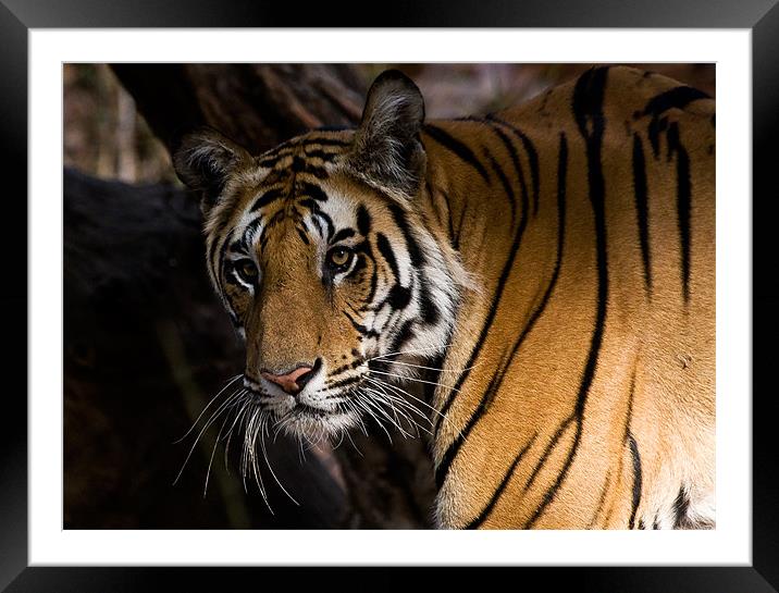 Tiger, stare, prey Framed Mounted Print by Raymond Gilbert