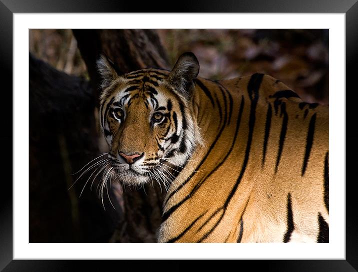 Tiger, shadow, stalk Framed Mounted Print by Raymond Gilbert