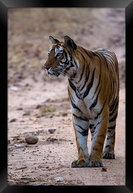 Tiger, prey, kill Framed Print by Raymond Gilbert