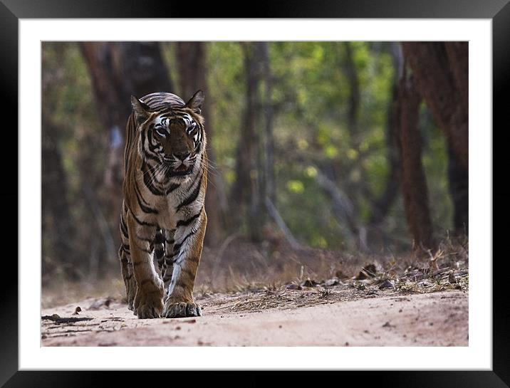 Tiger, walking, territory Framed Mounted Print by Raymond Gilbert