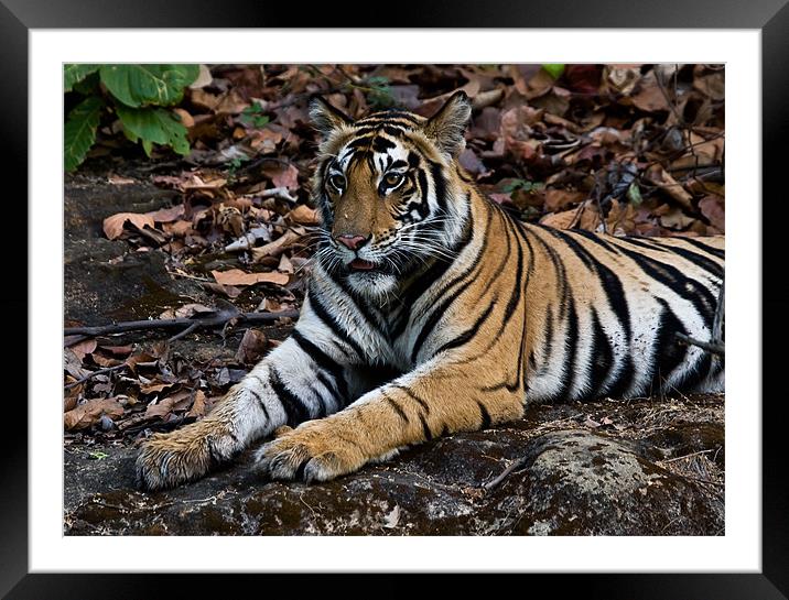 Tiger, rest, paws Framed Mounted Print by Raymond Gilbert