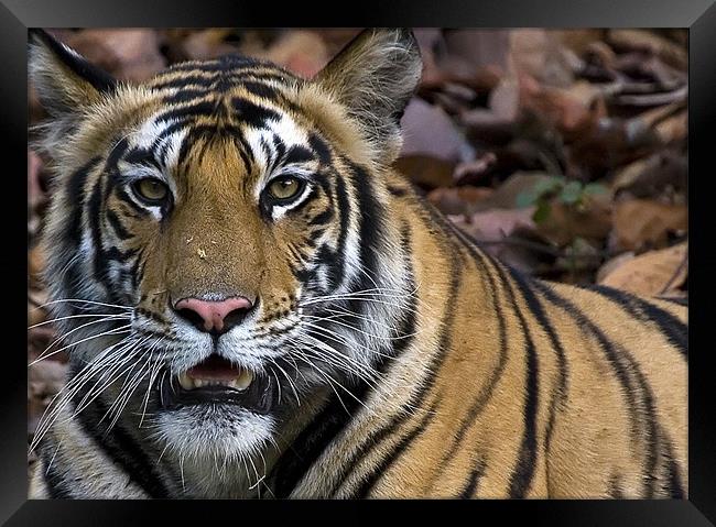 Tiger, stare, kill Framed Print by Raymond Gilbert