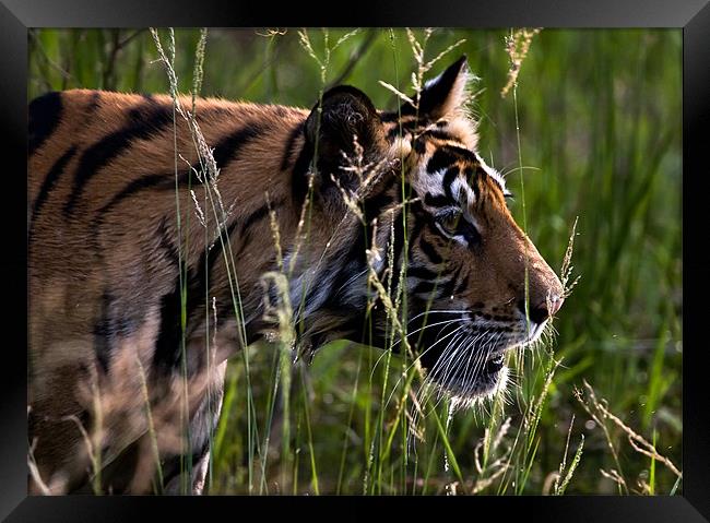 Tiger, river, stalk, kill Framed Print by Raymond Gilbert
