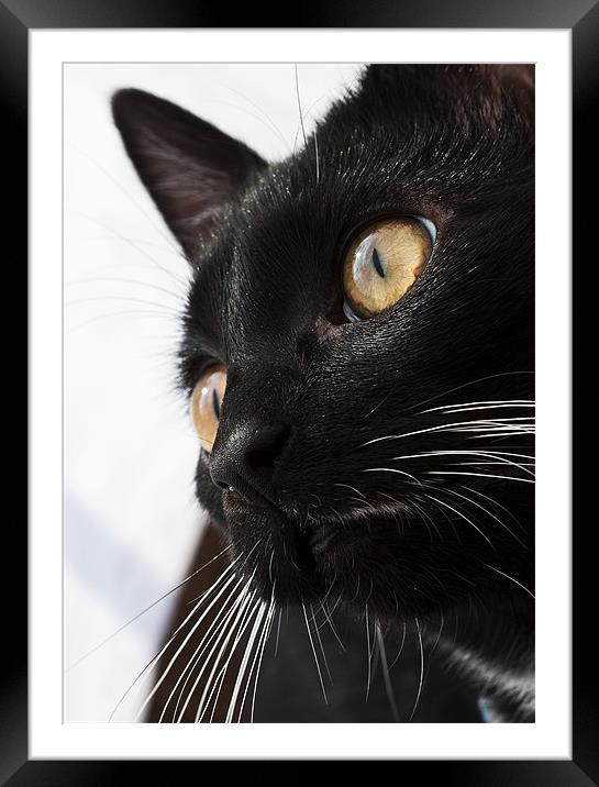Cat, eye, macro Framed Mounted Print by Raymond Gilbert