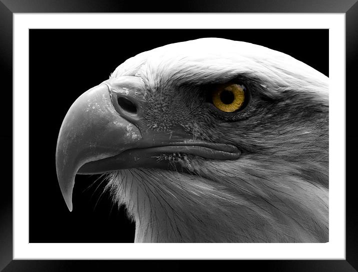 Bald Eagle, macro, eye, digital Framed Mounted Print by Raymond Gilbert