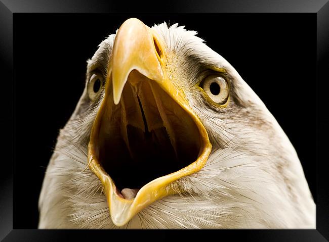 Bald Eagle, beak, macro Framed Print by Raymond Gilbert