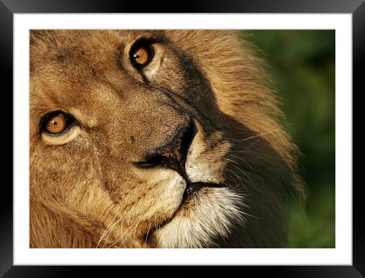 lion, wild, animal Framed Mounted Print by Raymond Gilbert