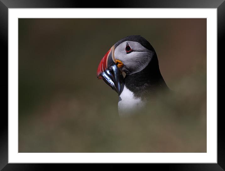 Skomer Puffin with lunch Framed Mounted Print by Raymond Gilbert