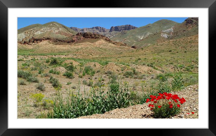 Spring in the Desert Framed Mounted Print by Shervin Moshiri