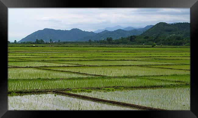 Rice Field Framed Print by Shervin Moshiri