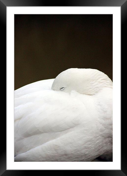 Sleeping Bird Framed Mounted Print by Andrea Guidera