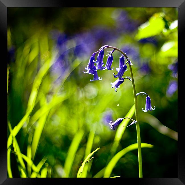 BLUEBELL Framed Print by Tara Taylor