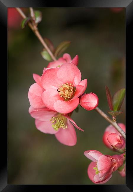 Quince Framed Print by Tara Taylor