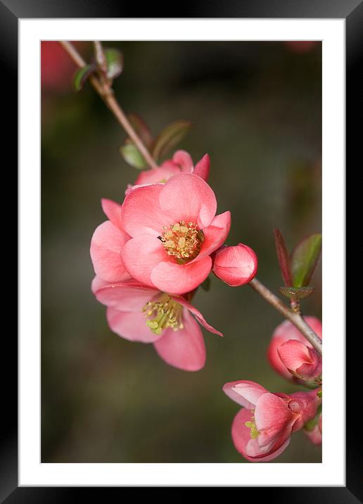 Quince Framed Mounted Print by Tara Taylor