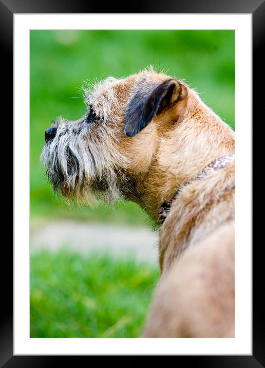 Border Terrier Framed Mounted Print by Tara Taylor