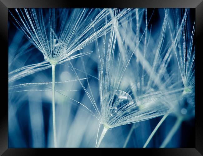 Dandelion seed closeup Framed Print by Tara Taylor