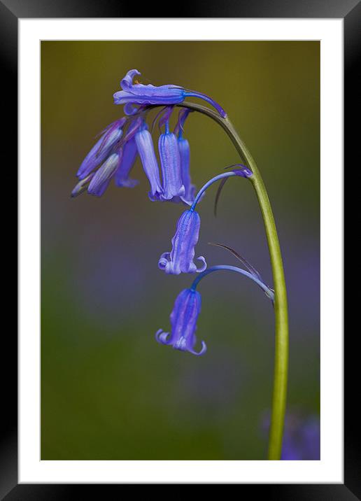 Bluebell close Framed Mounted Print by Tara Taylor