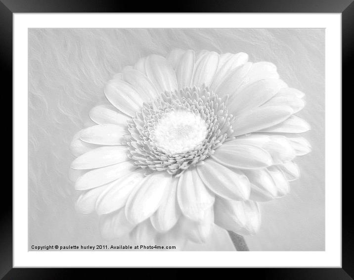 White Daisy. Framed Mounted Print by paulette hurley