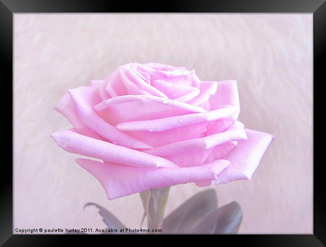 Pink Rose Petals. Framed Print by paulette hurley