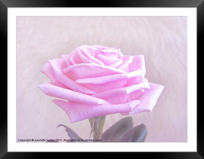 Pink Rose Petals. Framed Mounted Print by paulette hurley