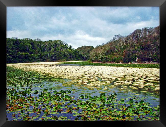 Lily Ponds,Low Water.Pembrokeshire. Framed Print by paulette hurley