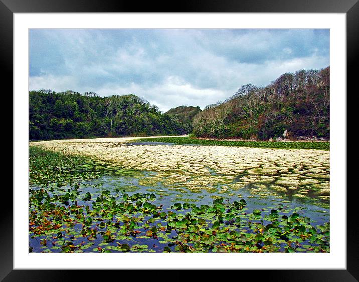 Lily Ponds,Low Water.Pembrokeshire. Framed Mounted Print by paulette hurley