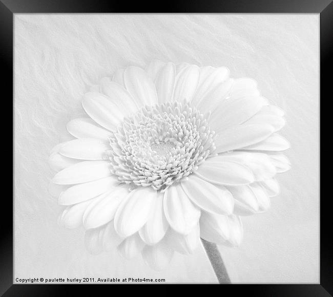 A White Daisy Flower. Framed Print by paulette hurley