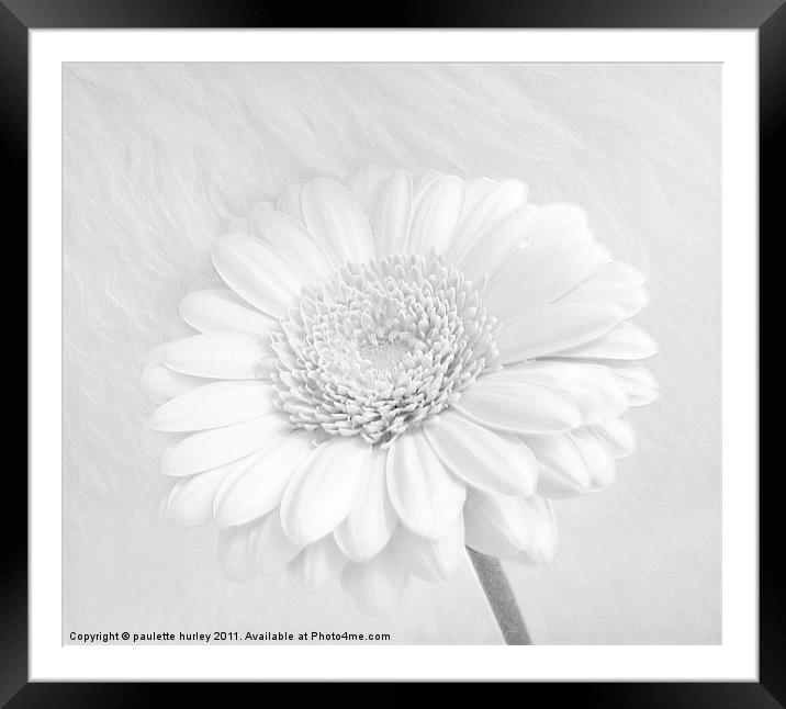 A White Daisy Flower. Framed Mounted Print by paulette hurley
