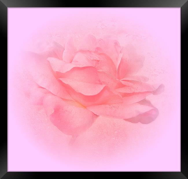 A Pink Rose.Embossed. Framed Print by paulette hurley