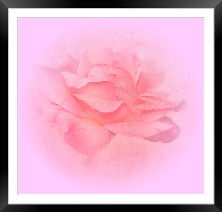 A Pink Rose.Embossed. Framed Mounted Print by paulette hurley