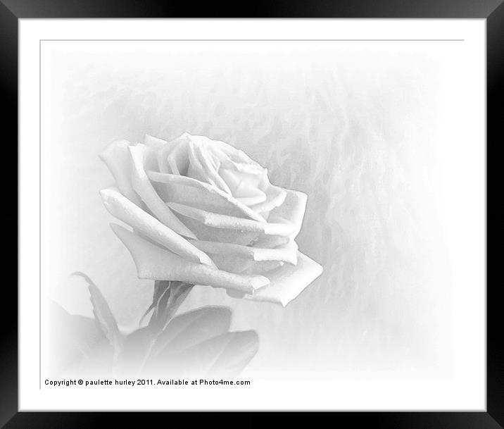 White Rose Fur,Embossed. Framed Mounted Print by paulette hurley