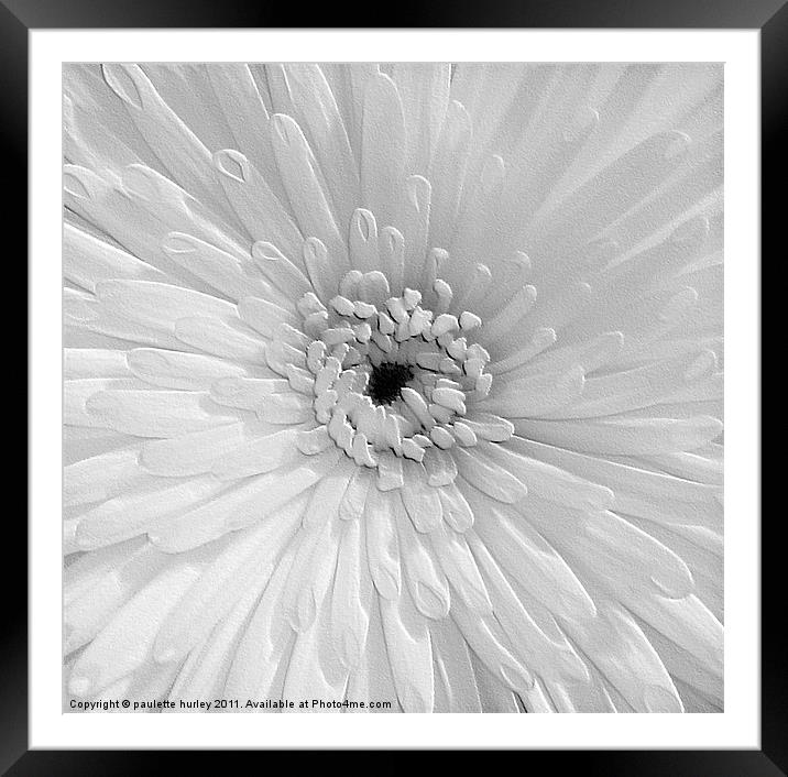 White Chrysanthemum. Framed Mounted Print by paulette hurley