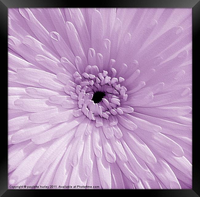 Lilac Chrysanthemum Framed Print by paulette hurley