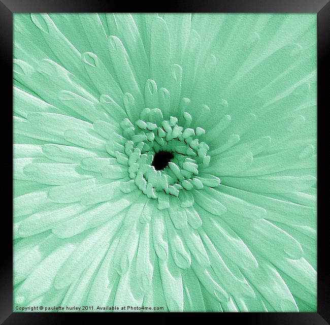 Green Chrysanthemum Framed Print by paulette hurley