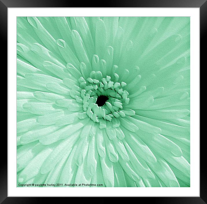 Green Chrysanthemum Framed Mounted Print by paulette hurley