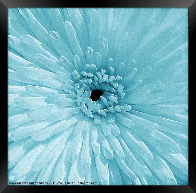 Blue Chrysanthemum Framed Print by paulette hurley
