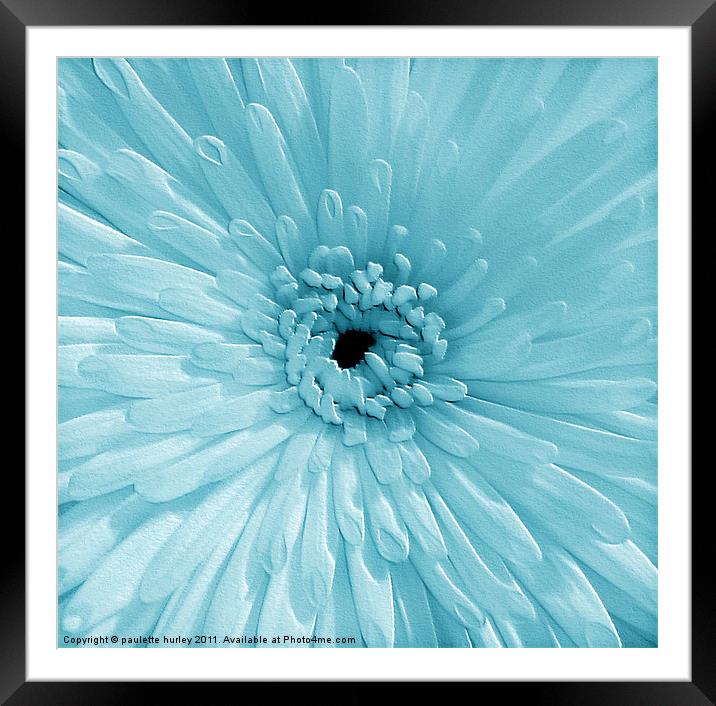 Blue Chrysanthemum Framed Mounted Print by paulette hurley