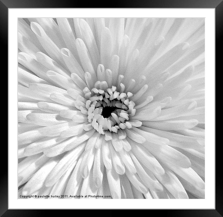 White Embossed Chrysanthemum Framed Mounted Print by paulette hurley