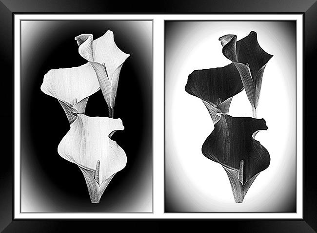 Calla Lillies , White+Black Framed Print by paulette hurley