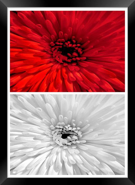 Chrysanthemum.Red+White. Framed Print by paulette hurley