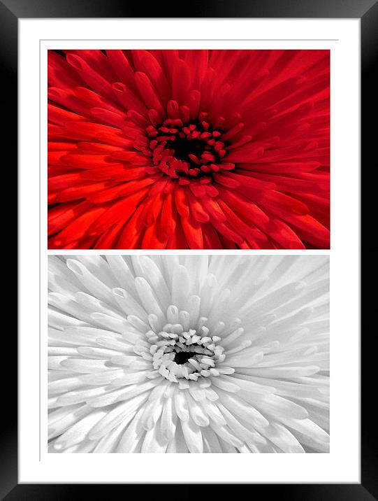 Chrysanthemum.Red+White. Framed Mounted Print by paulette hurley