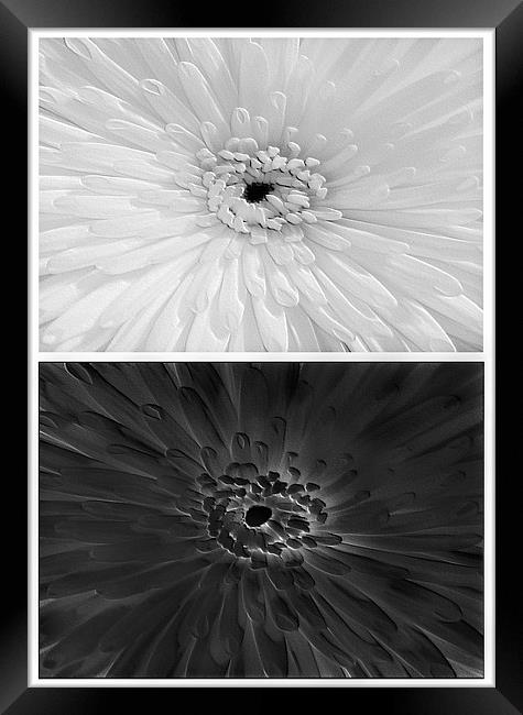 Chrysanthemum.Black+White. Framed Print by paulette hurley
