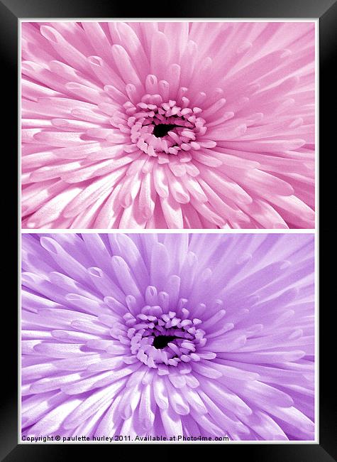 Chrysanthemum.Pink+Lilac. Framed Print by paulette hurley