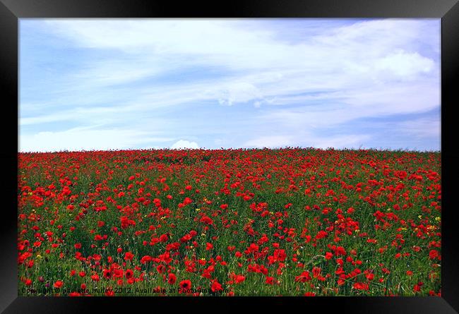 Red Poppy Field.Pembrokeshire. Framed Print by paulette hurley
