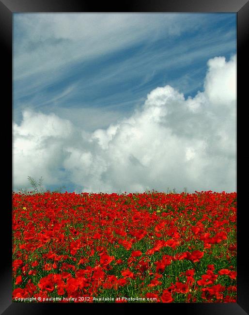 Poppy Field in Bloom.Pembrokeshire. Framed Print by paulette hurley