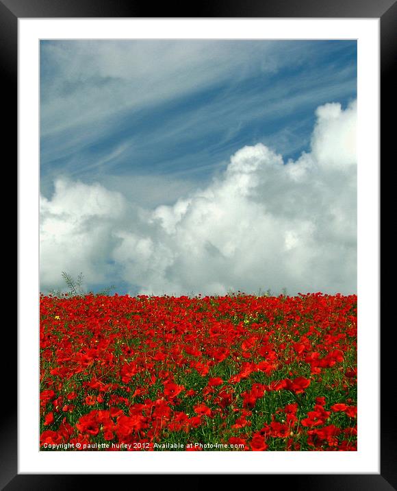Poppy Field in Bloom.Pembrokeshire. Framed Mounted Print by paulette hurley
