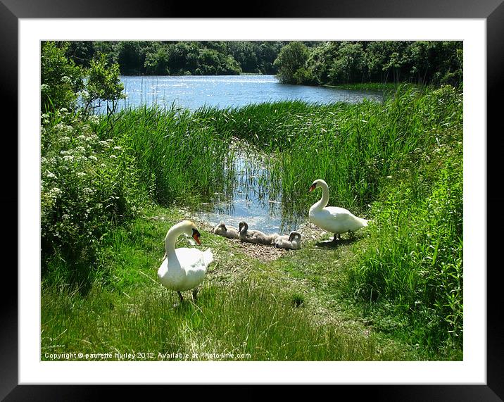 Bosherston Lily Ponds. Swan Family. Framed Mounted Print by paulette hurley